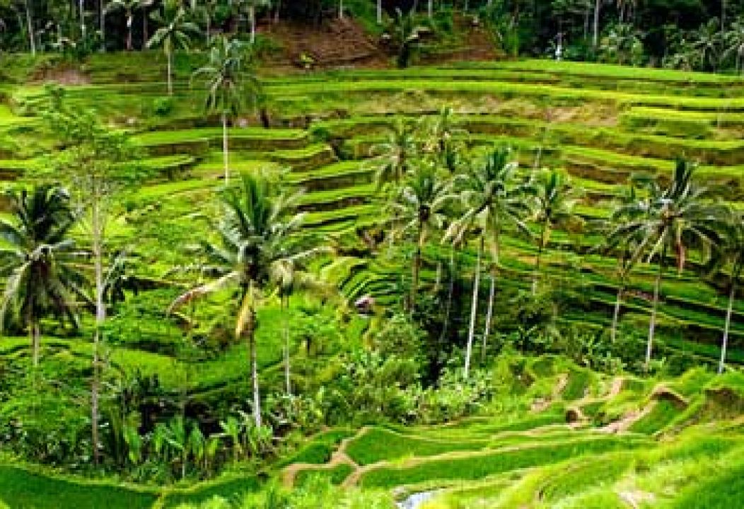 Kintamani Tour